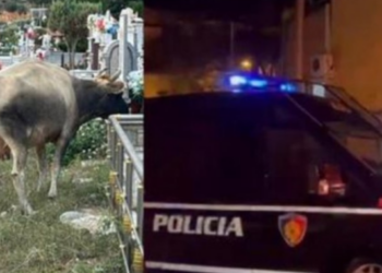 Çudira shqiptare/ Kulloste lopën në varrezat e qytetit, e pëson keq
