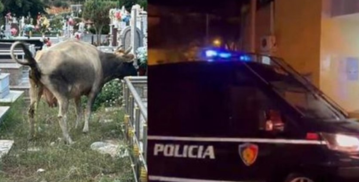 Çudira shqiptare/ Kulloste lopën në varrezat e qytetit, e pëson keq