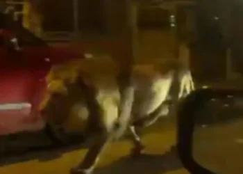 Luani arratiset nga cirku, banorët e qytetit italian në alarm