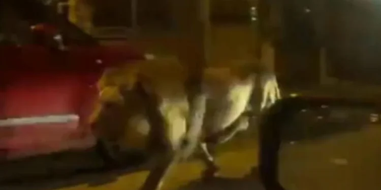 Luani arratiset nga cirku, banorët e qytetit italian në alarm