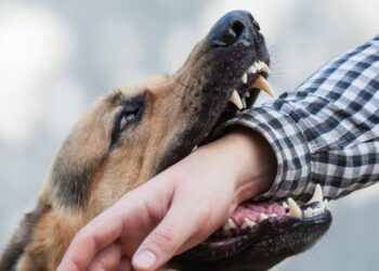 2 qen pitbull sulmojnë 84-vjeçarin, dërgohet në spital