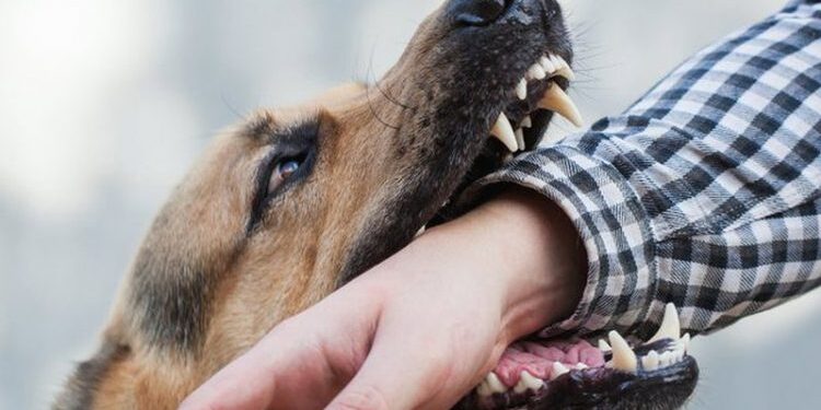 2 qen pitbull sulmojnë 84-vjeçarin, dërgohet në spital
