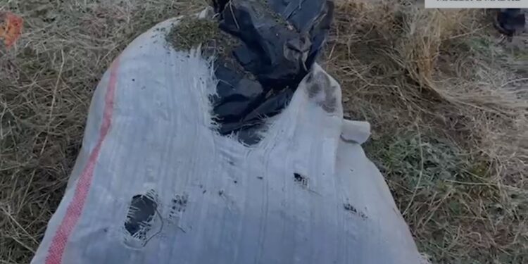 EMRAT/ Iu gjetën 26 kilogram kanabis gati për t’u shitur, arrestohen babë e bir në Malësinë e Madhe