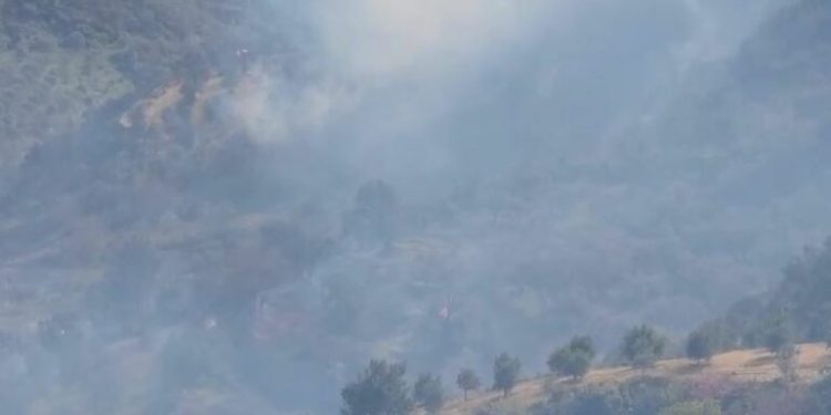 Zjarri në Fier/ Flakët përhapën në ullishte, policia shoqëron…
