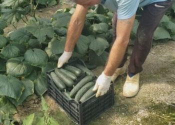 Fermerët drejt falimentimit, prodhimet e tyre shiten nën kosto