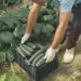 Fermerët drejt falimentimit, prodhimet e tyre shiten nën kosto