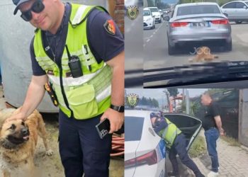 Tërhoqi zvarrë qenin me “Audi” në Tiranë, gjobitet autori dhe…