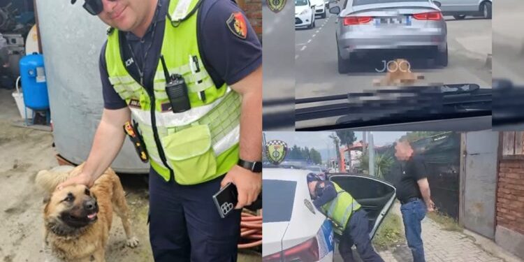 Tërhoqi zvarrë qenin me “Audi” në Tiranë, gjobitet autori dhe…