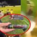 VIDEO/ Futbollisti humbet gishtat në fushë