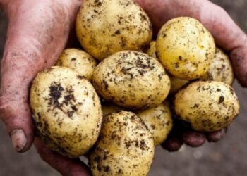 Fermerët ankohen për çmimin e patates: Merret shumë lirë