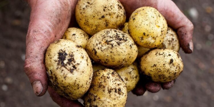 Fermerët ankohen për çmimin e patates: Merret shumë lirë