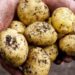 Fermerët ankohen për çmimin e patates: Merret shumë lirë