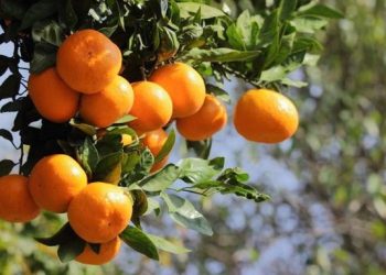 Edhe Kosova ndalon mandarinat nga Shqipëria: Po kryhen testet laboratorike
