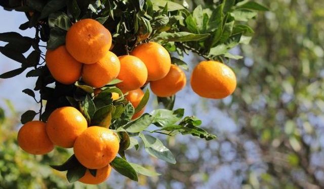Edhe Kosova ndalon mandarinat nga Shqipëria: Po kryhen testet laboratorike