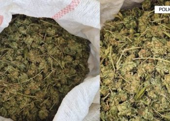 Poliçan/ Kanabis dhe dhunë ndaj bashkëjetueses, arrestohet 35-vjeçari