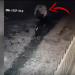 Video/ Momenti kur autori i vrasjes së Ramazan Matajt largohet me biçikletë pas krimit