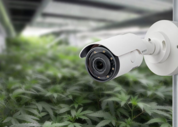 Monitorimi i kanabisit mjekësor, “Big Brother” me kamera 24 orë, mure 4 metra të lartë për siguri