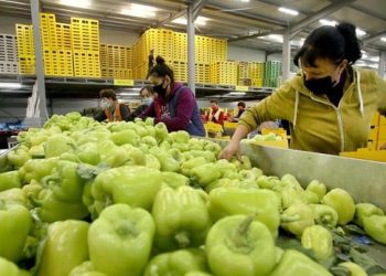 Mungojnë prodhimet vendase, shqiptarët po ushqehen me importe