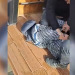 Sekuestrohen 6 thasë me kanabis në Tiranë, dy të arrestuar, një në kërkim