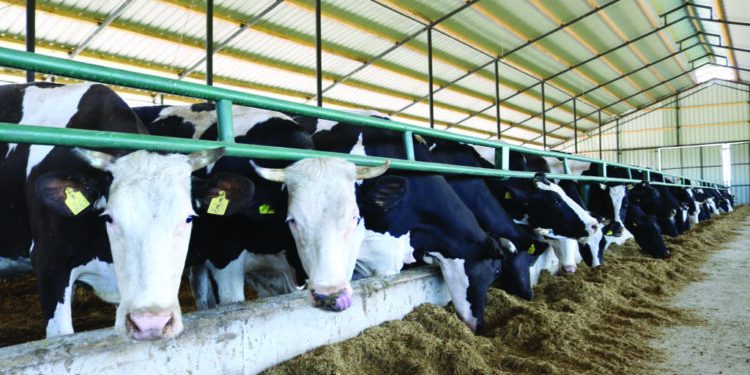 40% e fermave të kafshëve në Shqipëri përdorin antibiotikë! Ja si ndikon tek njeriu