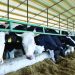 40% e fermave të kafshëve në Shqipëri përdorin antibiotikë! Ja si ndikon tek njeriu