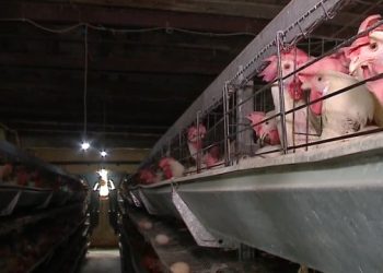 Gripi i shpendëve/ Zgjerohet harta e infektimit, po gjurmohen vezët