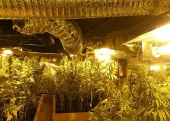 Plantacione me kan*bis në Spanjë, arrestohen 13 shqiptarë