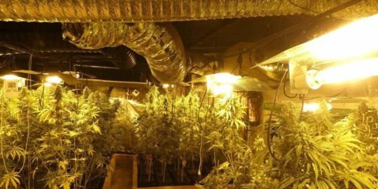 Plantacione me kan*bis në Spanjë, arrestohen 13 shqiptarë