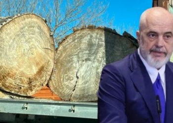 ‘Uria’ italiane për pyjet shqiptare/ Nga tenderat abuzivë, tek raportet shqetësuese
