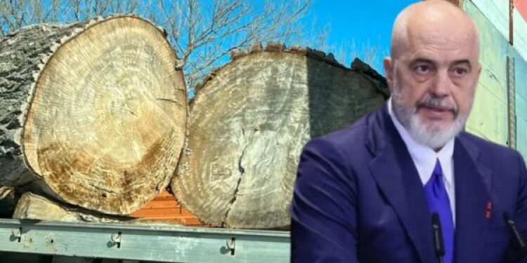 ‘Uria’ italiane për pyjet shqiptare/ Nga tenderat abuzivë, tek raportet shqetësuese