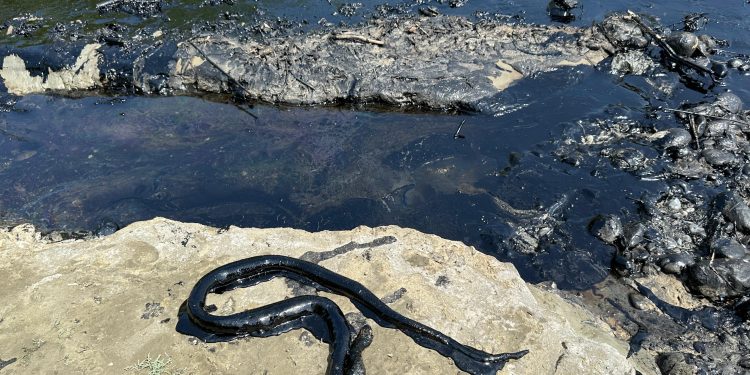 Skandal mjedisor në Parkun Kombëtar të Vjosës, Albpetrol derdh naftë në ‘zemër’ të lumit të fundit të egër të Evropës! Ngordhin gjallesat
