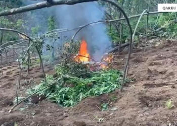 Asgjësohen mijëra rrënjë kan*bis në Shkodër, 4 të proceduar