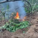Asgjësohen mijëra rrënjë kan*bis në Shkodër, 4 të proceduar