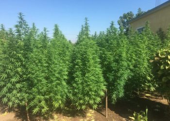 Legalizimi i kanabisit në Shqipëri, ligj i ri, rreziqe të vjetra