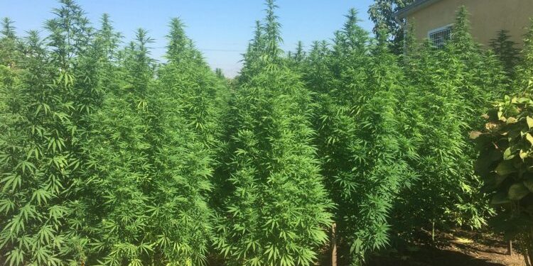 Legalizimi i kanabisit në Shqipëri, ligj i ri, rreziqe të vjetra