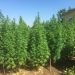 Legalizimi i kanabisit në Shqipëri, ligj i ri, rreziqe të vjetra