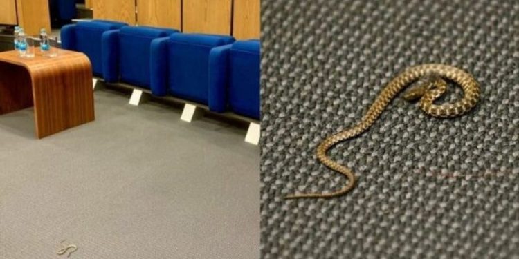 Gjarpri futet në Parlament, deputetët ia mbathin nga salla