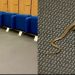 Gjarpri futet në Parlament, deputetët ia mbathin nga salla