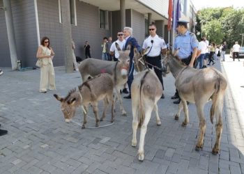 “Po i kërkoj falje gomarëve që kanë ardh nga Istogu”, Arianit Koci proteston para Kuvendit
