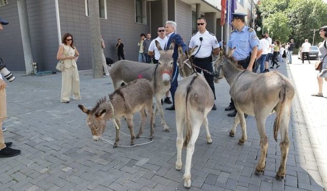 “Po i kërkoj falje gomarëve që kanë ardh nga Istogu”, Arianit Koci proteston para Kuvendit