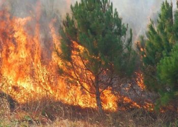 Shqipëria në flakë, 37 vatra zjarri në 24 orët e fundit, situata kritike në disa zona