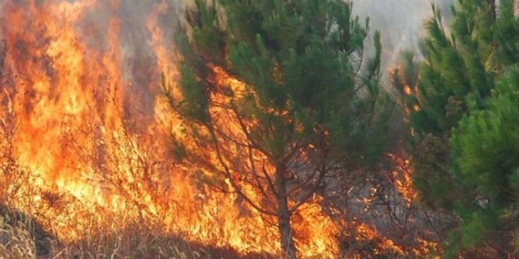 Shqipëria në flakë, 37 vatra zjarri në 24 orët e fundit, situata kritike në disa zona