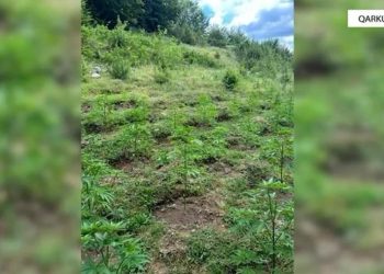 Parcelat me kanabis në Shkodër, trafikantët nuk gjenden, procedohen kryepleqtë e fshatrave