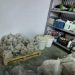 Laboratori i kokainës në Greqi, zbulohen EMRAT e shqiptareve të arrestuar dhe në kërkim