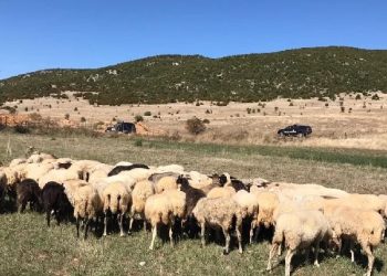 Arrestohen 4 veterinerët në Korçë, regjistruan 120 bagëti të imëta dhe gjedhë të kontrabanduara nga Greqia