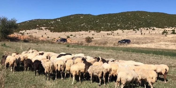 Arrestohen 4 veterinerët në Korçë, regjistruan 120 bagëti të imëta dhe gjedhë të kontrabanduara nga Greqia