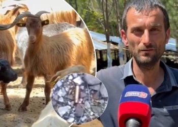 “Ik se do vdesësh”/ Flet fermeri në Pukë: U zgjuam me krisma armësh