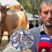 “Ik se do vdesësh”/ Flet fermeri në Pukë: U zgjuam me krisma armësh