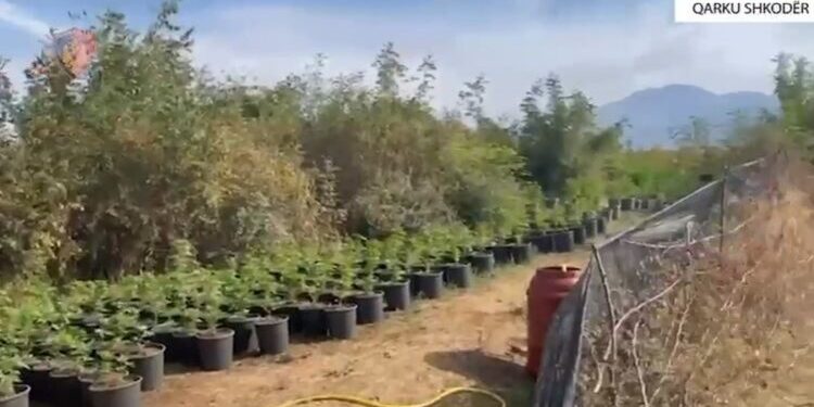 Zbulohen tre plantacione me mbi 7600 bimë kanabisi në Shkodër, arrestohen dy persona (EMRAT)