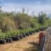 Zbulohen tre plantacione me mbi 7600 bimë kanabisi në Shkodër, arrestohen dy persona (EMRAT)